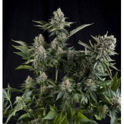 AUTO WHITE WIDOW CBD · Pyramid Seeds · cannabis seeds · AutoFem