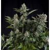 AUTO WHITE WIDOW CBD · Pyramid Seeds · cannabis seeds · AutoFem