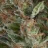 Auto  Wembley