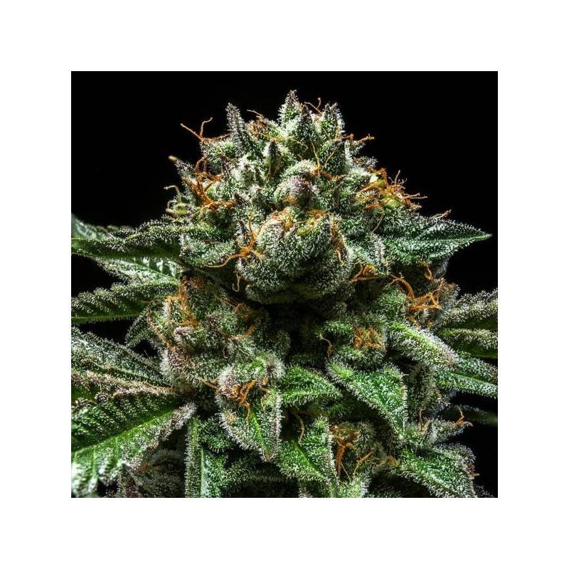 CHEMPIE · Ripper Seeds · kenevir tohum · Disi · Fem