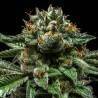 CHEMPIE · Ripper Seeds · kenevir tohum · Disi · Fem