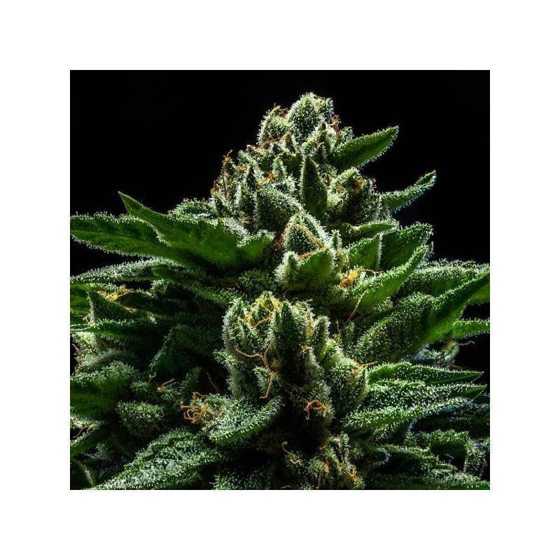 DO-G · Ripper Seeds · kenevir tohum · Disi · Fem