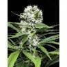 LEMON ICE 2.0 · Ripper Seeds · kenevir tohum · Disi · Fem