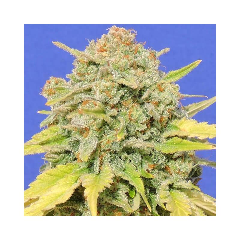 AUTO ZKITTLEZ · Dr Green Seeds · bulk cannabis seeds · AutoFem