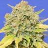 AUTO ZKITTLEZ · Dr Green Seeds · bulk cannabis seeds · AutoFem