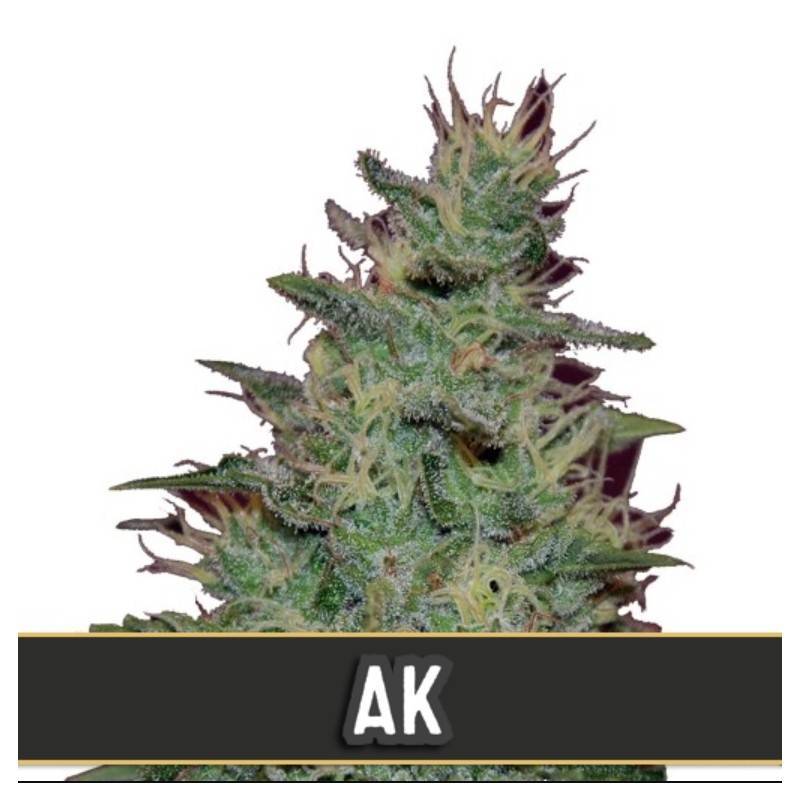 AK Auto · Blimburn Seeds · kenevir tohum · Disi · AutoFem