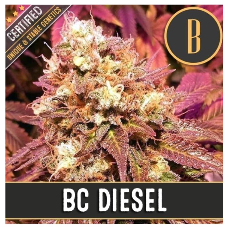 BC Diesel · Blimburn Seeds · cannabis seeds · Fem