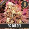 BC Diesel · Blimburn Seeds · kenevir tohum · Disi · Fem