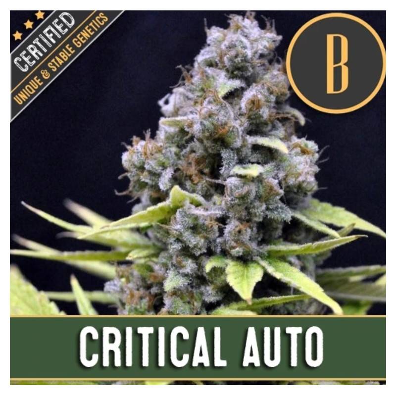 Critical Auto · Blimburn Seeds · kenevir tohum · Disi · AutoFem