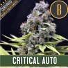 Critical Auto · Blimburn Seeds · kenevir tohum · Disi · AutoFem