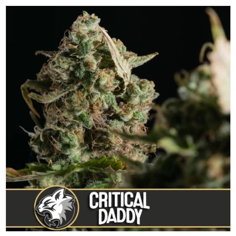 Critical Daddy Purple · Blimburn Seeds · kenevir tohum · Disi · Fem