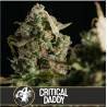 Critical Daddy Purple · Blimburn Seeds · kenevir tohum · Disi · Fem