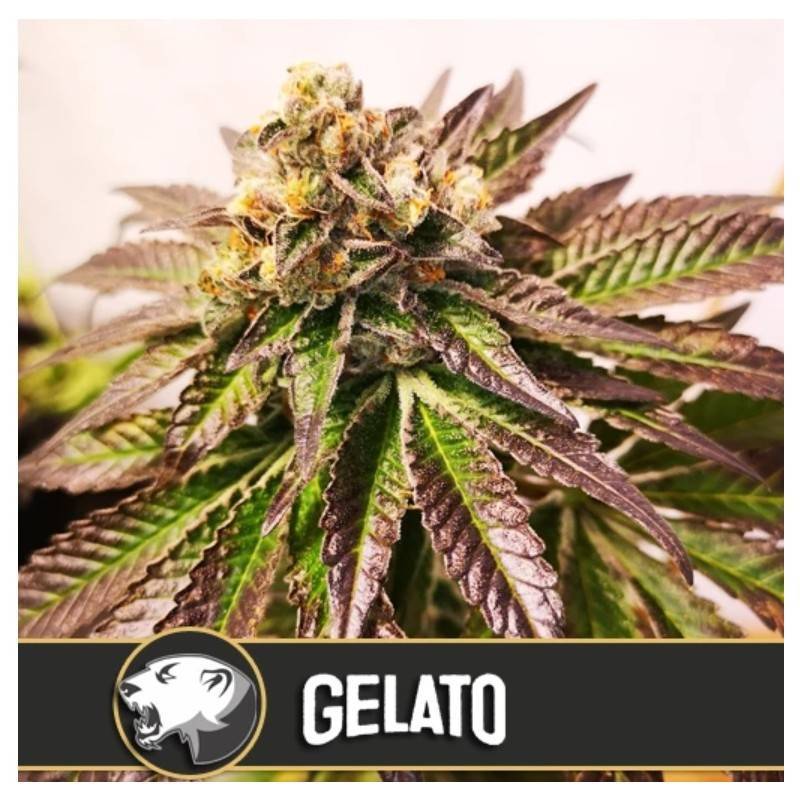 Gelato · Blimburn Seeds · cannabis seeds · Fem