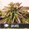 Gelato · Blimburn Seeds · cannabis seeds · Fem