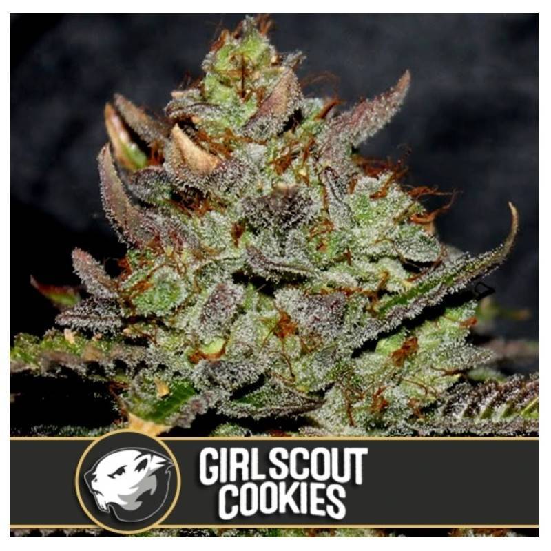 Girl Scout Cookies · Blimburn Seeds · cannabis seeds · Fem