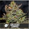 Girl Scout Cookies · Blimburn Seeds · kenevir tohum · Disi · Fem