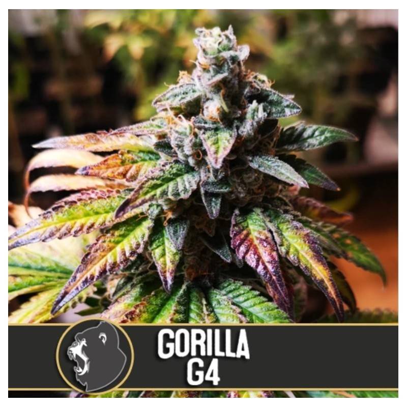 Gorilla Glue 4 · Blimburn Seeds · kenevir tohum · Disi · Fem