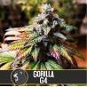Gorilla Glue 4 · Blimburn Seeds · kenevir tohum · Disi · Fem