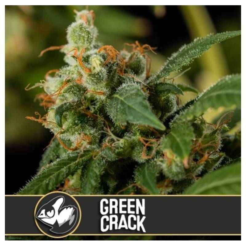 Green Crack · Blimburn Seeds · kenevir tohum · Disi · Fem
