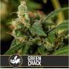 Green Crack · Blimburn Seeds · kenevir tohum · Disi · Fem