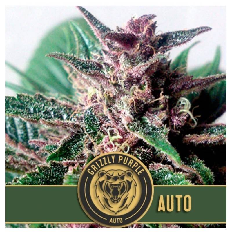 Grizzly Purple Auto · Blimburn Seeds · cannabis seeds · AutoFem