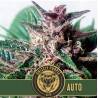 Grizzly Purple Auto · Blimburn Seeds · kenevir tohum · Disi · AutoFem