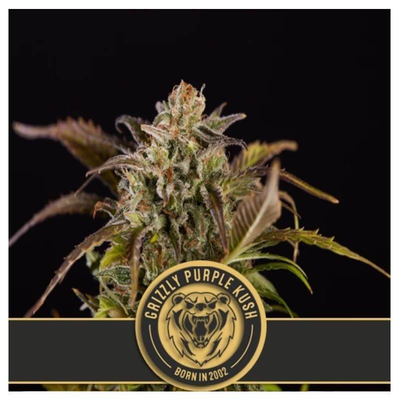 Grizzly Purple Kush · Blimburn Seeds · kenevir tohum · Disi · Fem