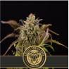 Grizzly Purple Kush · Blimburn Seeds · kenevir tohum · Disi · Fem
