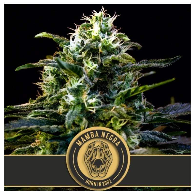 Mamba Negra · Blimburn Seeds · kenevir tohum · Disi · Fem