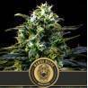Mamba Negra · Blimburn Seeds · cannabis seeds · Fem