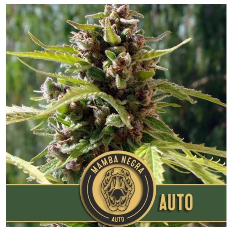 Mamba Negra Auto · Blimburn Seeds · cannabis seeds · AutoFem