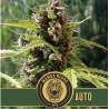 Mamba Negra Auto · Blimburn Seeds · cannabis seeds · AutoFem