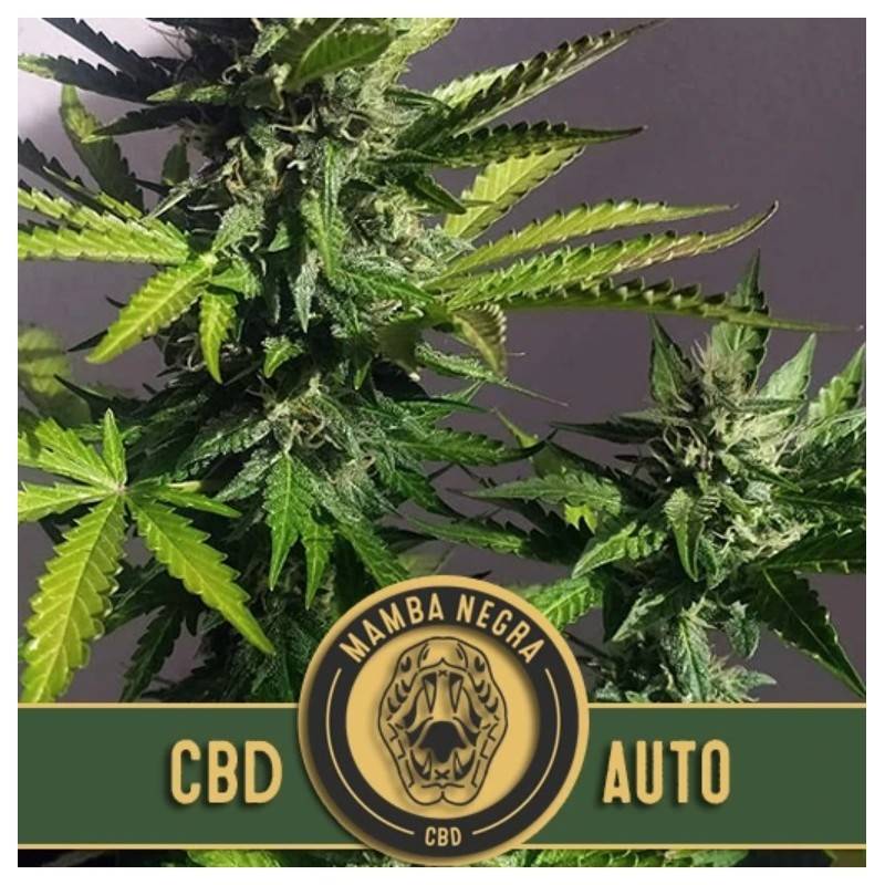 Mamba Negra Auto CBD · Blimburn Seeds · cannabis seeds · AutoFem