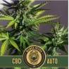 Mamba Negra Auto CBD · Blimburn Seeds · kenevir tohum · Disi · AutoFem