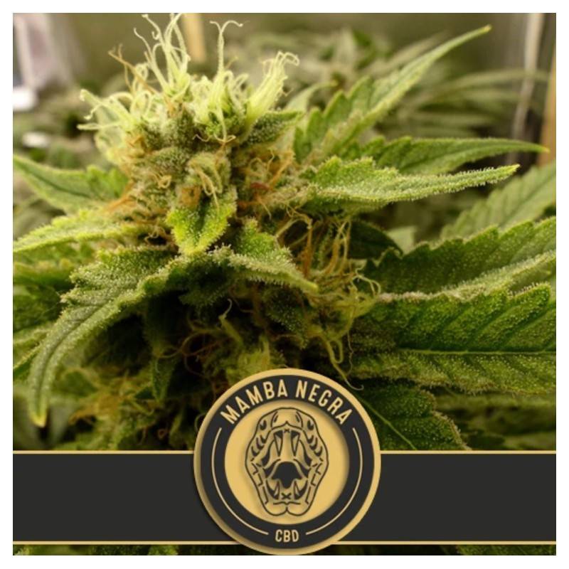 Mamba Negra CBD · Blimburn Seeds · kenevir tohum · Disi · Fem