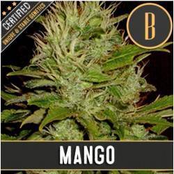 Mango · Blimburn Seeds ·...