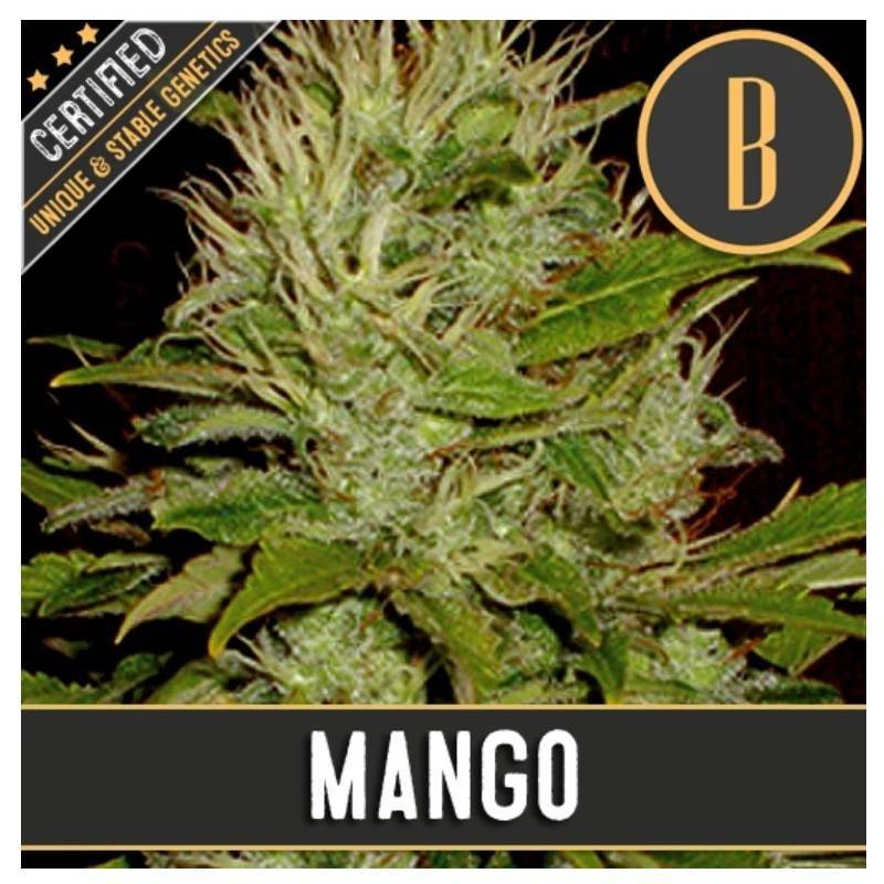 Mango · Blimburn Seeds · kenevir tohum · Disi · Fem