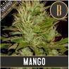 Mango · Blimburn Seeds · kenevir tohum · Disi · Fem