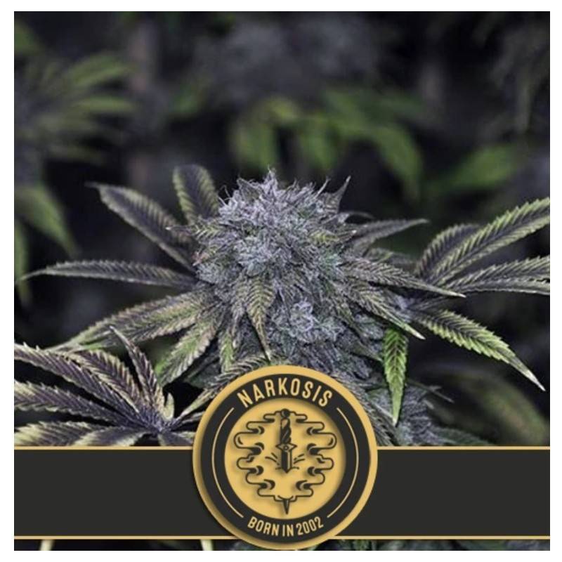 Narkosis · Blimburn Seeds · cannabis seeds · Fem