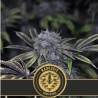 Narkosis · Blimburn Seeds · cannabis seeds · Fem