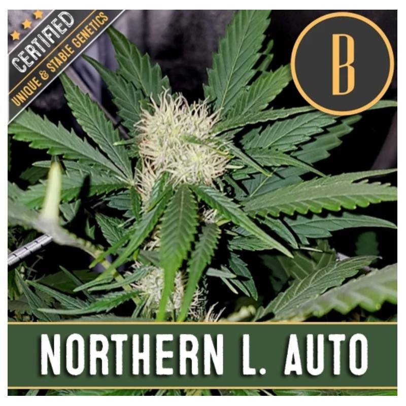 Northern Lights Auto · Blimburn Seeds · · kenevir tohum · Disi · AutoFem