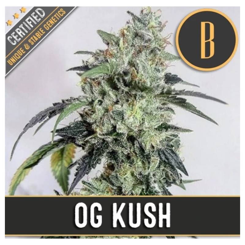 OG Kush · Blimburn Seeds · kenevir tohum · Disi · Fem
