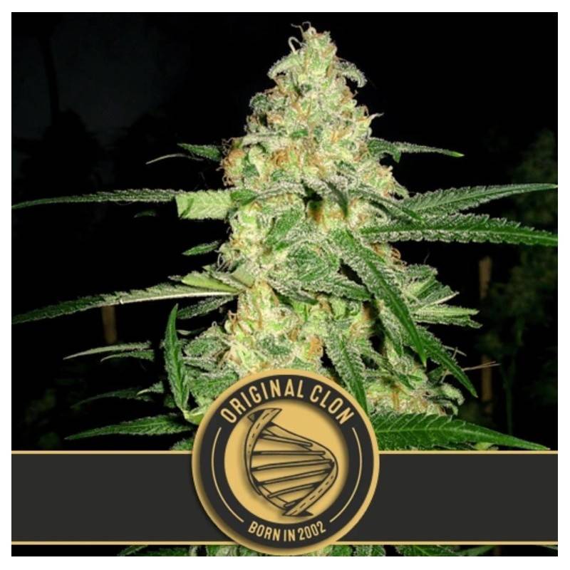 Original Clon · Blimburn Seeds · cannabis seeds · Fem