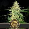 Original Clon · Blimburn Seeds · cannabis seeds · Fem