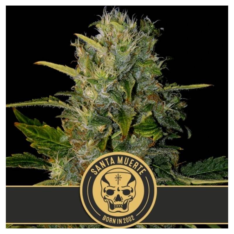 Santa Muerte · Blimburn Seeds · kenevir tohum · Disi · Fem