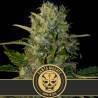 Santa Muerte · Blimburn Seeds · kenevir tohum · Disi · Fem