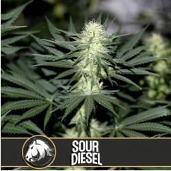 Sour Diesel · Blimburn...