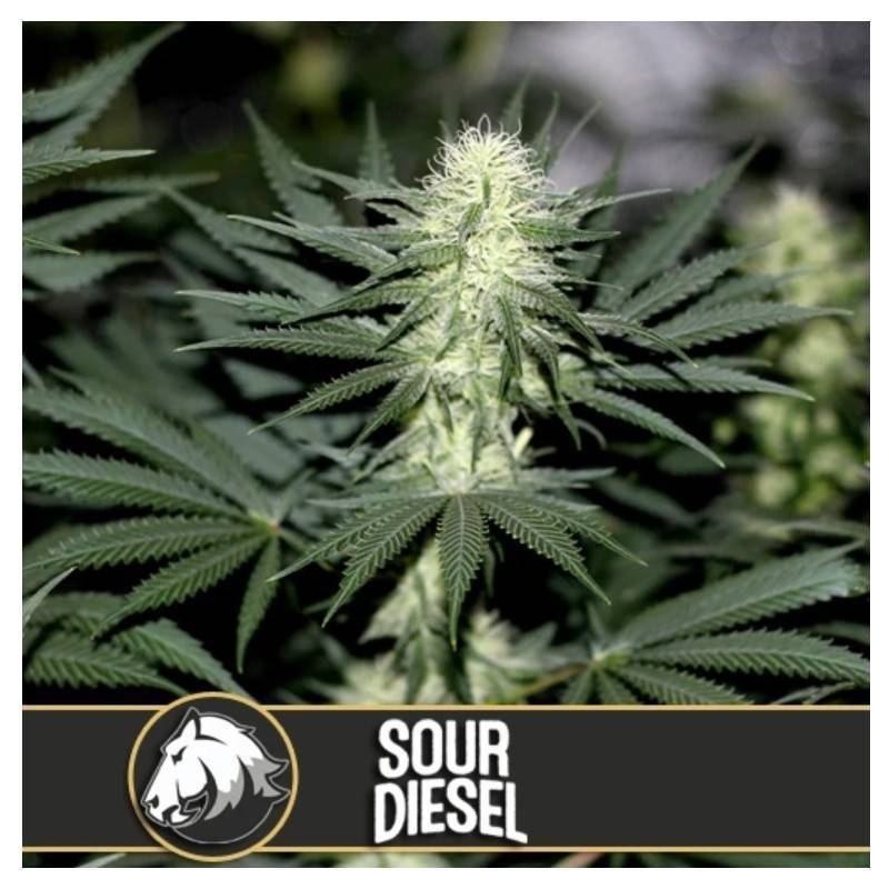 Sour Diesel · Blimburn Seeds · kenevir tohum · Disi · Fem