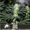 Sour Diesel · Blimburn Seeds · kenevir tohum · Disi · Fem