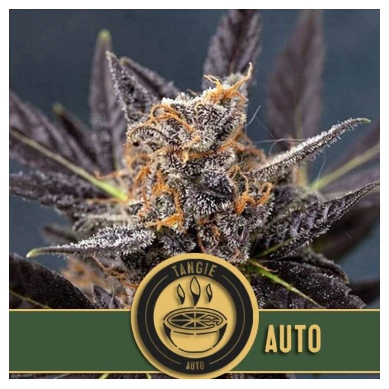 Tangie Auto · Blimburn Seeds · kenevir tohum · Disi · AutoFem